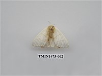 藏品(尺蠖蛾科)的圖片